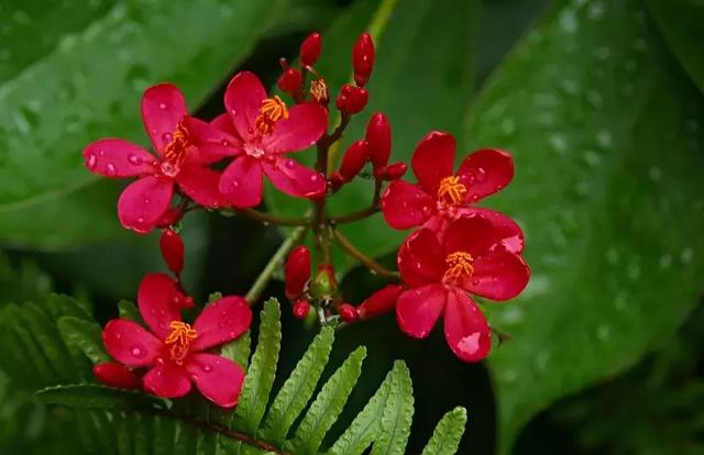 2021年深圳樱花节是什么时候 深圳的樱花什么时候开，2021年深圳樱花节是什么时候（最新深圳全年赏花时间表）