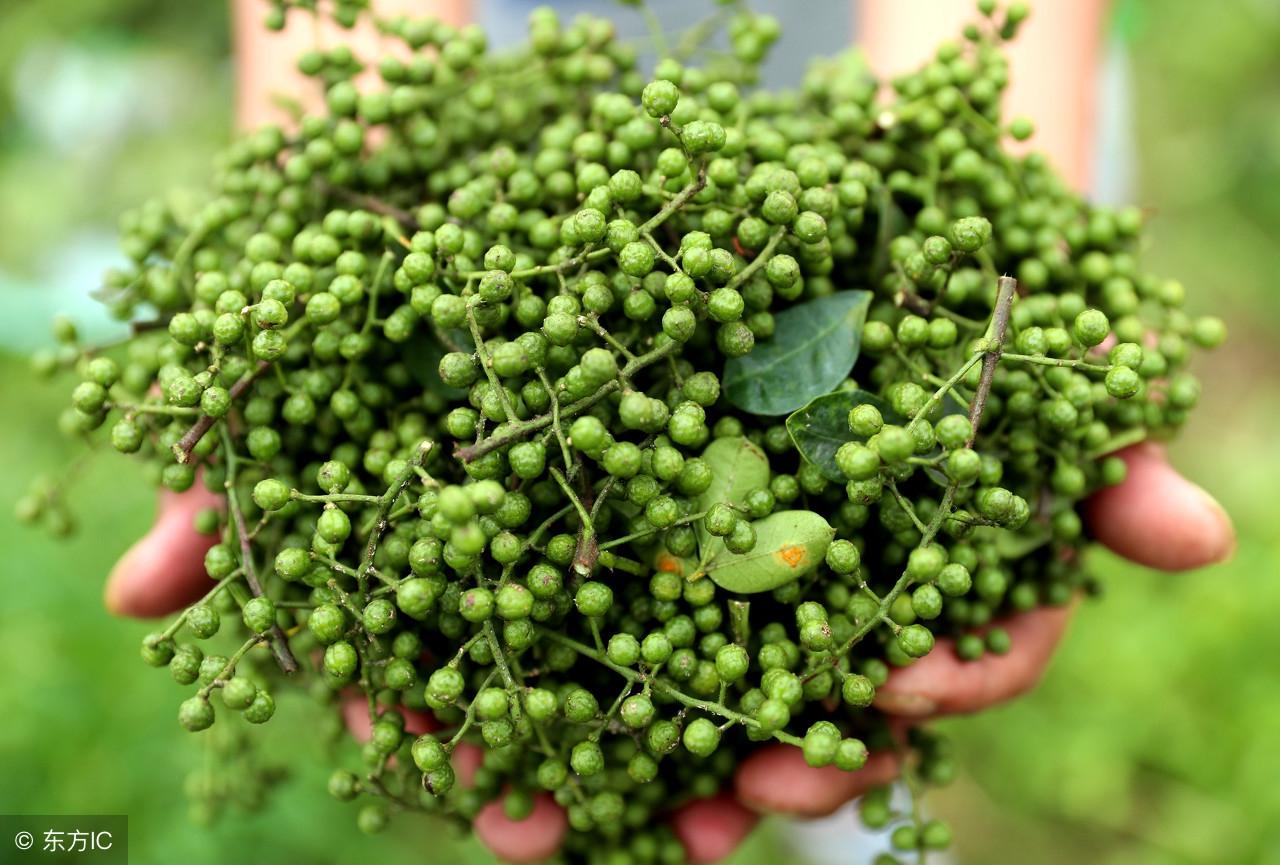 藤椒 青花椒 区别(藤椒和青花椒的区别(藤椒和花椒的区别)) | 生活号