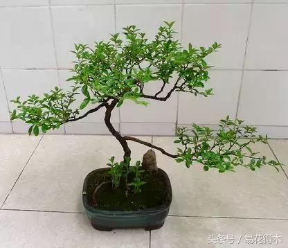 小叶女贞盆景的外形特点及养护管理，小叶女贞盆景缺点（小叶女贞盆景的鉴赏与养护）