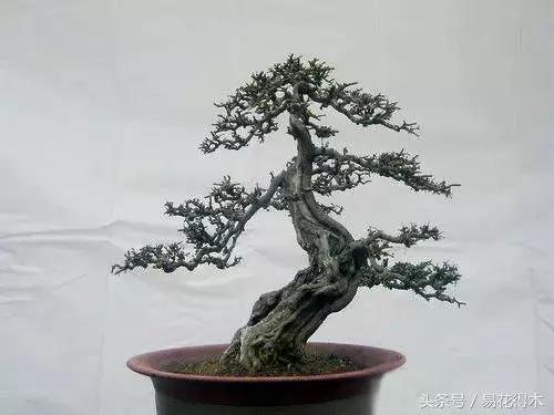 小叶女贞盆景的外形特点及养护管理，小叶女贞盆景缺点（小叶女贞盆景的鉴赏与养护）