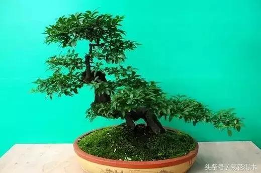 小叶女贞盆景的外形特点及养护管理，小叶女贞盆景缺点（小叶女贞盆景的鉴赏与养护）