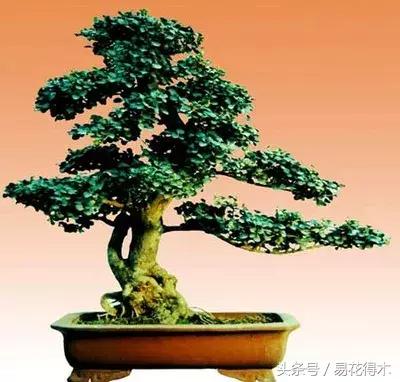 小叶女贞盆景的外形特点及养护管理，小叶女贞盆景缺点（小叶女贞盆景的鉴赏与养护）