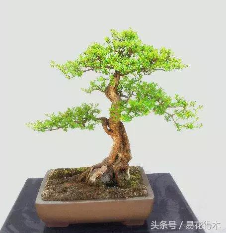 小叶女贞盆景的外形特点及养护管理，小叶女贞盆景缺点（小叶女贞盆景的鉴赏与养护）