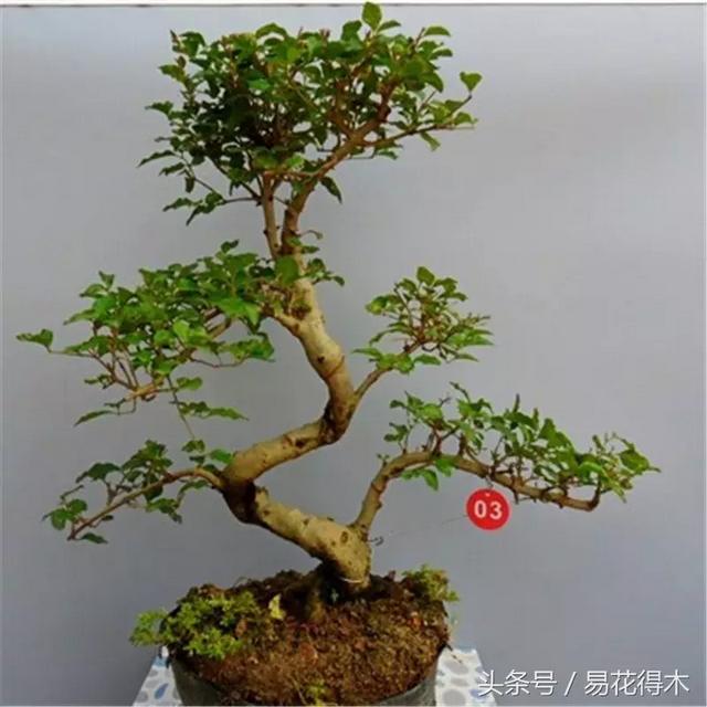小叶女贞盆景的外形特点及养护管理，小叶女贞盆景缺点（小叶女贞盆景的鉴赏与养护）