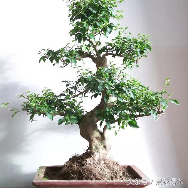小叶女贞盆景的外形特点及养护管理，小叶女贞盆景缺点（小叶女贞盆景的鉴赏与养护）