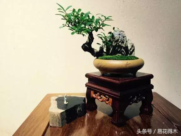 小叶女贞盆景的外形特点及养护管理，小叶女贞盆景缺点（小叶女贞盆景的鉴赏与养护）