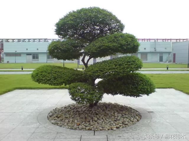 小叶女贞盆景的外形特点及养护管理，小叶女贞盆景缺点（小叶女贞盆景的鉴赏与养护）