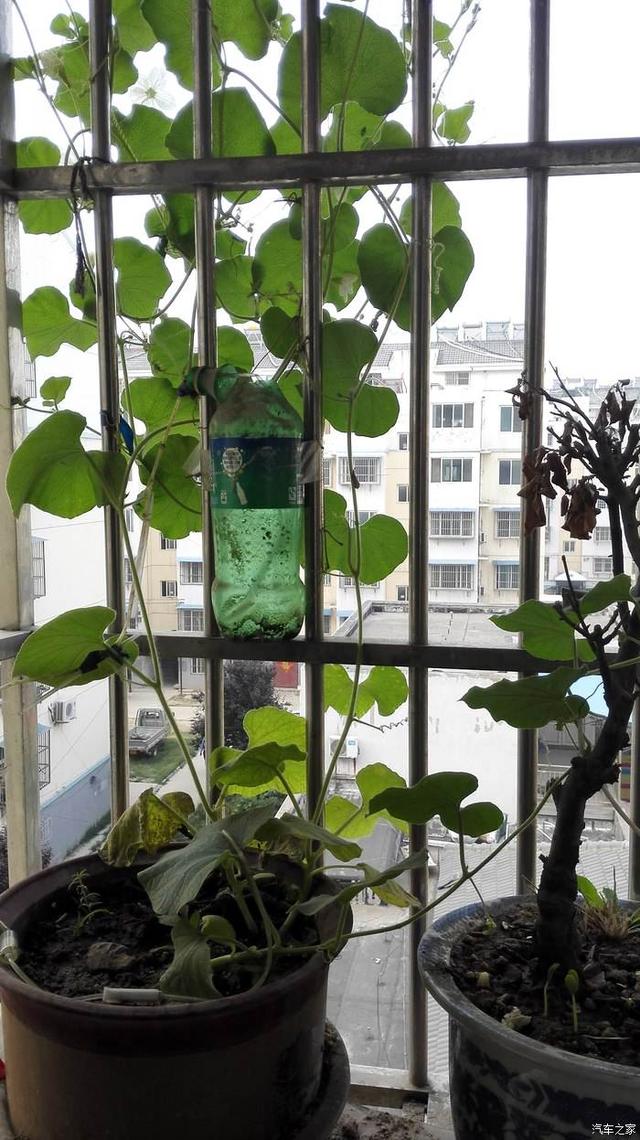 有的葫芦藤为什么不结葫芦，阳台种葫芦要注意这些