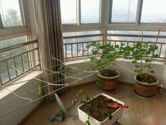 有的葫芦藤为什么不结葫芦，阳台种葫芦要注意这些