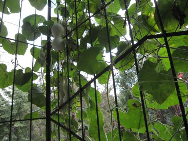 有的葫芦藤为什么不结葫芦，阳台种葫芦要注意这些