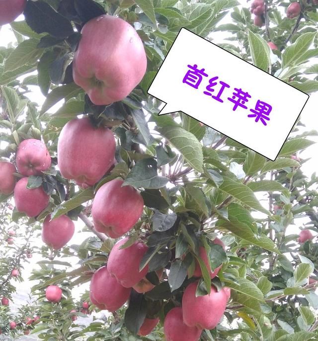 新红星苹果几月成熟，红苹果什么时候成熟（花牛苹果主要品种）