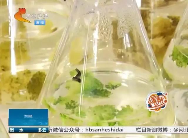 西兰花变黄了还能吃吗，西兰花变黄了还能吃吗的短视频（不新鲜蔬菜会导致癌症高发）