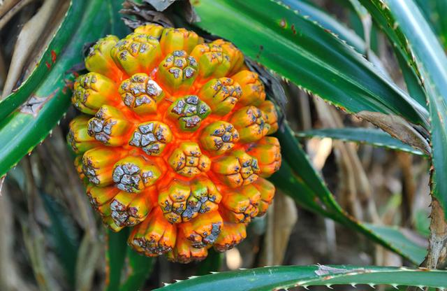 菠萝果功效与作用，菠萝水果的功效和作用（最贵的时候果核被炒到几万块）
