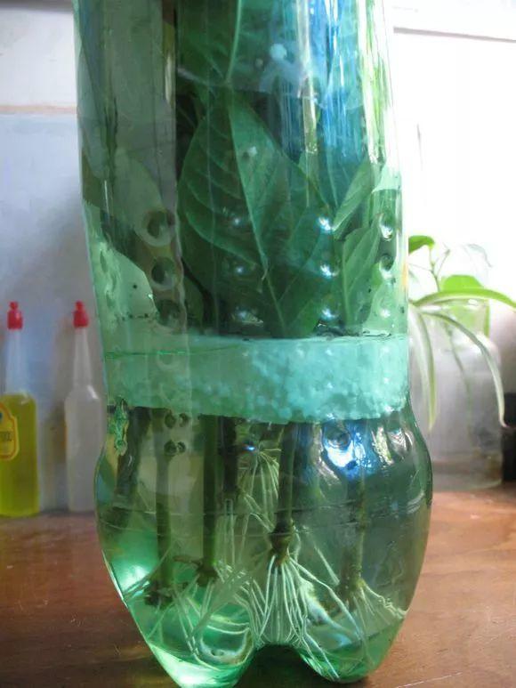 栀子花扦插方法，栀子花的扦插方法（栀子花不用花钱买）