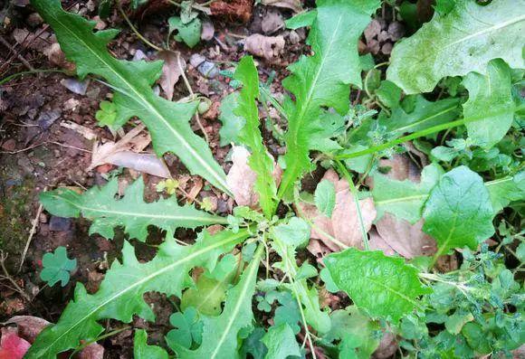 蒲公英叶子图片，蒲公英茶的制作方法（蒲公英祛火清热）