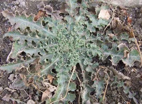 蒲公英叶子图片，蒲公英茶的制作方法（蒲公英祛火清热）