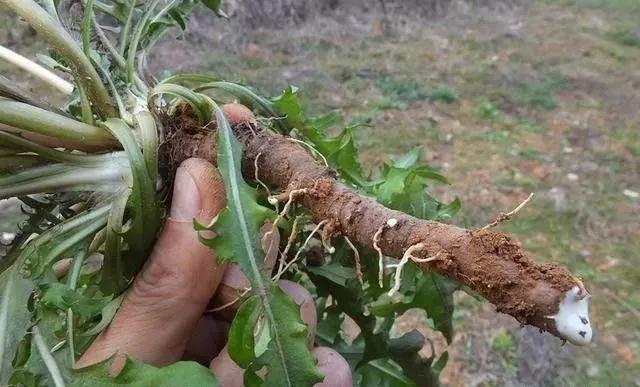 蒲公英叶子图片，蒲公英茶的制作方法（蒲公英祛火清热）