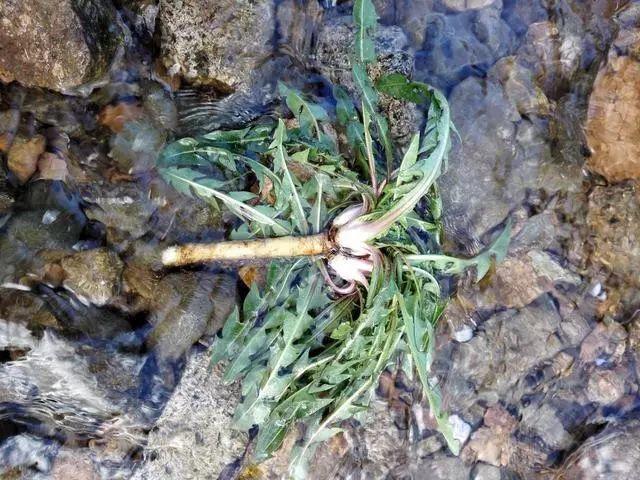 蒲公英叶子图片，蒲公英茶的制作方法（蒲公英祛火清热）