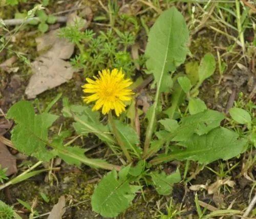 蒲公英叶子图片，蒲公英茶的制作方法（蒲公英祛火清热）