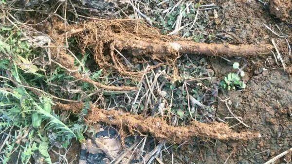 蒲公英叶子图片，蒲公英茶的制作方法（蒲公英祛火清热）