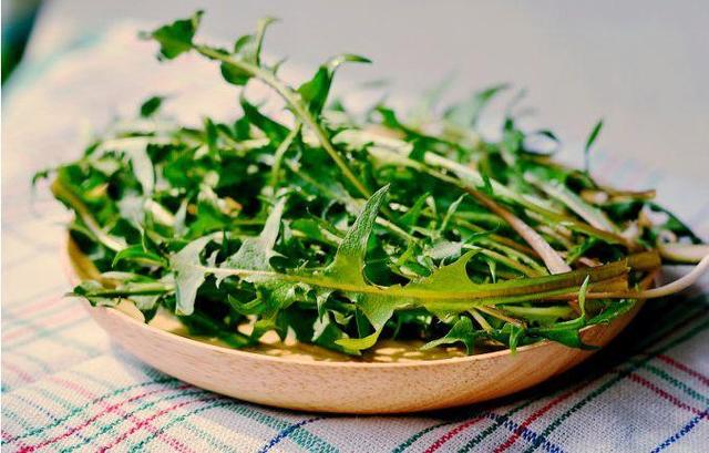 蒲公英叶子图片，蒲公英茶的制作方法（蒲公英祛火清热）