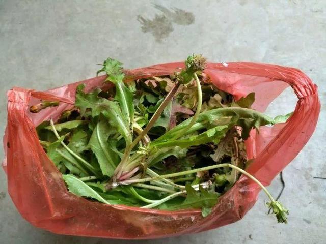 蒲公英叶子图片，蒲公英茶的制作方法（蒲公英祛火清热）