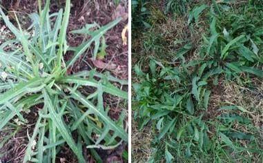 蒲公英叶子图片，蒲公英茶的制作方法（蒲公英祛火清热）