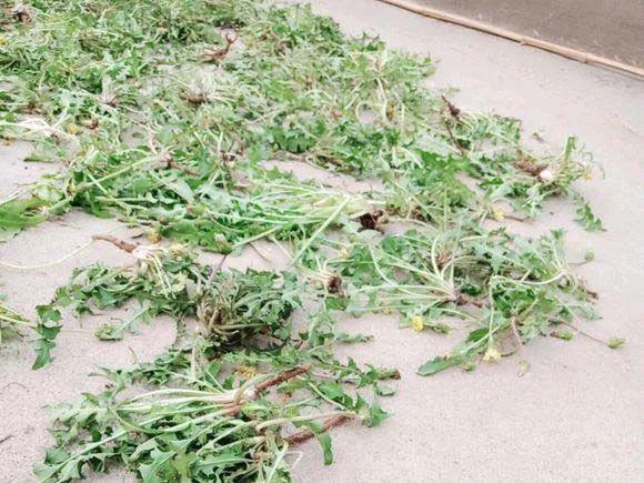 蒲公英叶子图片，蒲公英茶的制作方法（蒲公英祛火清热）