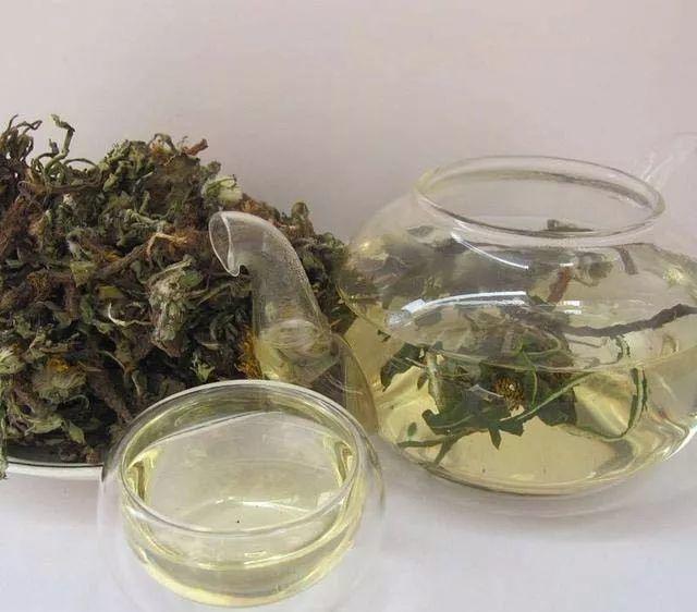 蒲公英叶子图片，蒲公英茶的制作方法（蒲公英祛火清热）