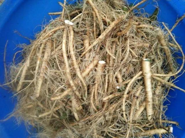 蒲公英叶子图片，蒲公英茶的制作方法（蒲公英祛火清热）