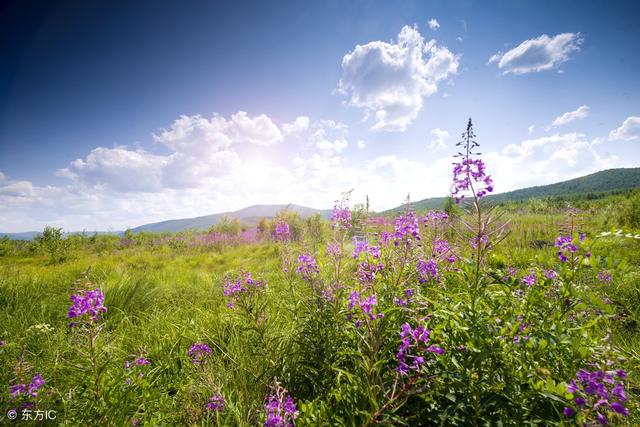 关于疾的成语有哪些，和疾有关的成语（一日看尽长安花。40个成语40首诗）