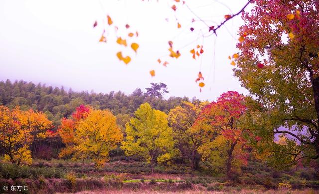 关于疾的成语有哪些，和疾有关的成语（一日看尽长安花。40个成语40首诗）