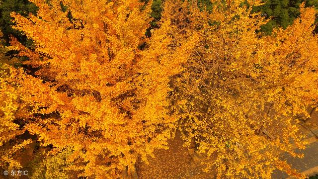 关于疾的成语有哪些，和疾有关的成语（一日看尽长安花。40个成语40首诗）