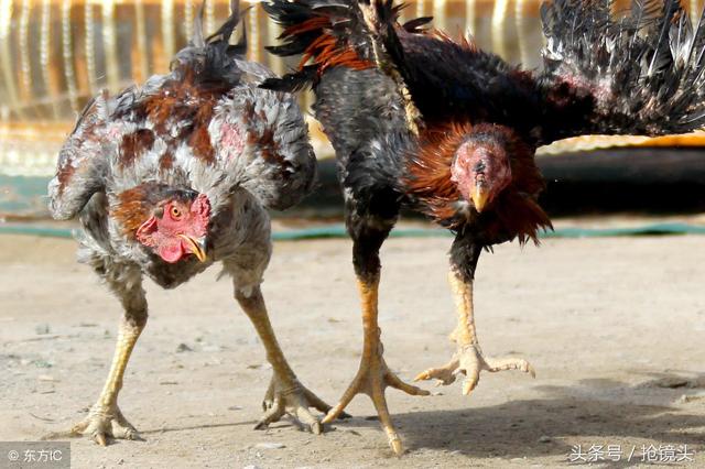 鲁西斗鸡，鲁西斗鸡和中原斗鸡（寒食清明小殿旁）