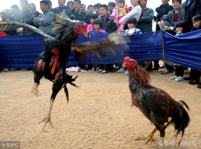 鲁西斗鸡，鲁西斗鸡和中原斗鸡（寒食清明小殿旁）