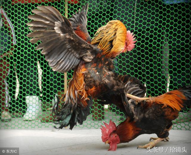 鲁西斗鸡，鲁西斗鸡和中原斗鸡（寒食清明小殿旁）