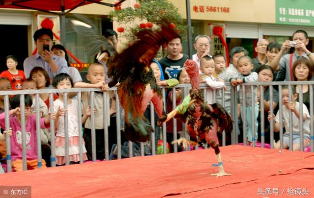 鲁西斗鸡，鲁西斗鸡和中原斗鸡（寒食清明小殿旁）
