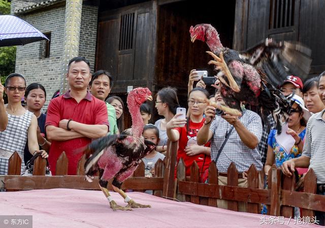 鲁西斗鸡，鲁西斗鸡和中原斗鸡（寒食清明小殿旁）