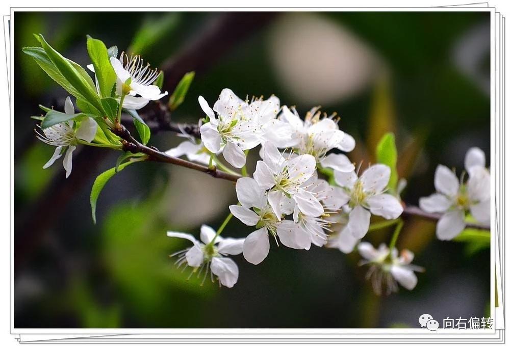 桃花杏花李花梨花梅花櫻花的區別(杏花李花桃花櫻花的區別)-娛宸網