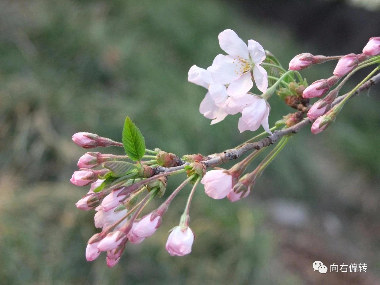 桃花杏花李花梨花梅花櫻花的區別(杏花李花桃花櫻花的區別)-娛宸網