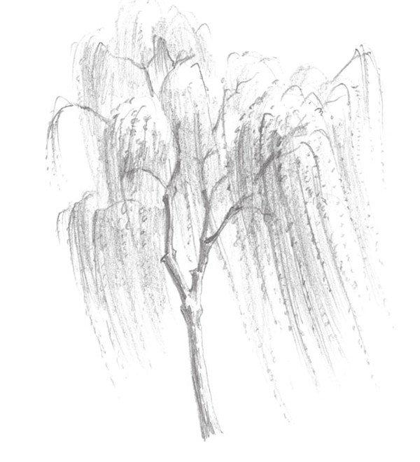 柳树怎么画图片，柳树怎么画图片好看（素描垂柳的绘画技法）
