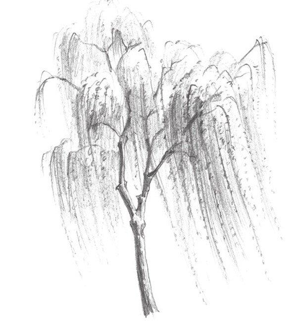 柳树怎么画图片，柳树怎么画图片好看（素描垂柳的绘画技法）