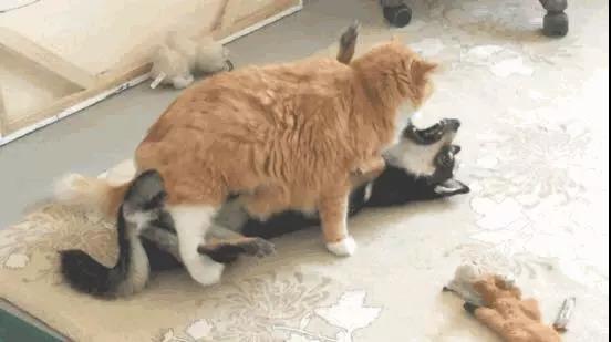 如何更好的养橘猫，大橘猫用这个方法整治小黑柴