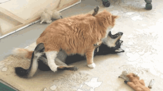 如何更好的养橘猫，大橘猫用这个方法整治小黑柴