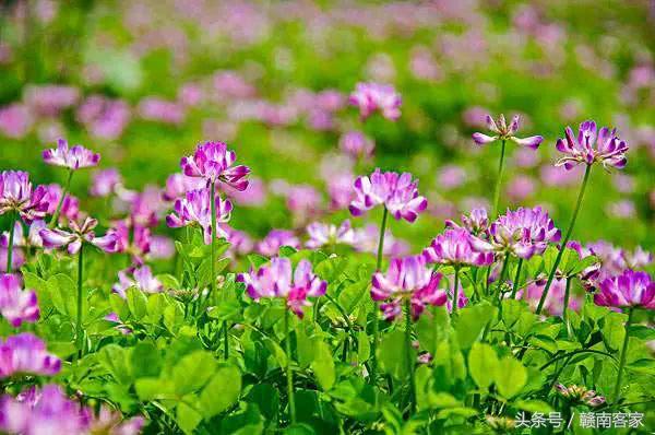 岩蜜怎么吃 岩蜜吃法，岩蜜怎么吃（这些野菜可以从春天吃到夏天）