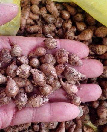 田七叶子的吃法，田七叶子的吃法与禁忌（农村称“刀伤药”）