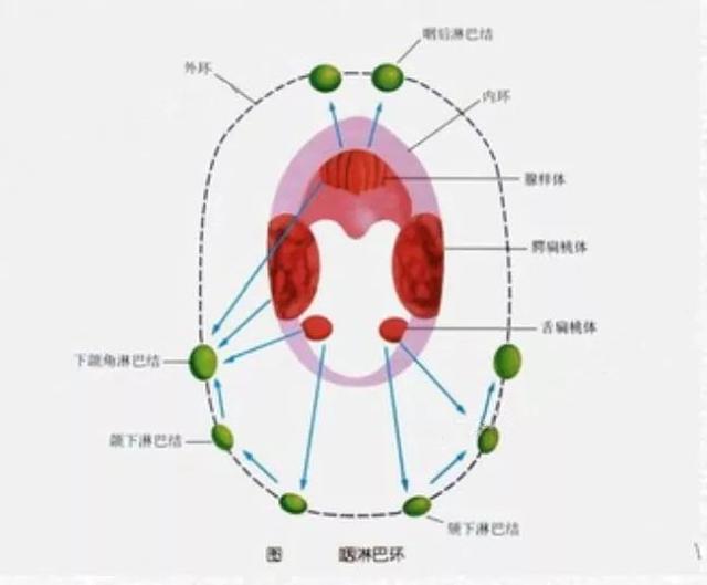 小孩扎四缝有没有危害，小儿扎四缝的副作用（腺样体肥大的危害不只是宝宝张嘴睡）