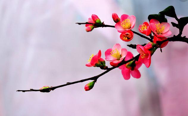 春意融融什么意思，春色融融是什么意思（春风吹暖 海棠花开）