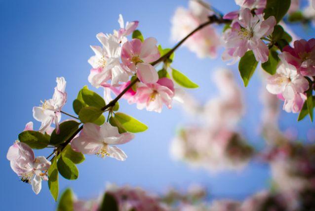 春意融融什么意思，春色融融是什么意思（春风吹暖 海棠花开）