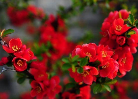 春意融融什么意思，春色融融是什么意思（春风吹暖 海棠花开）